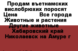 Продам въетнамских вислобрюхих поросят › Цена ­ 2 500 - Все города Животные и растения » Другие животные   . Хабаровский край,Николаевск-на-Амуре г.